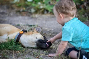 Hund liegt vor Kind und wird an der Schnauze gestreichelt