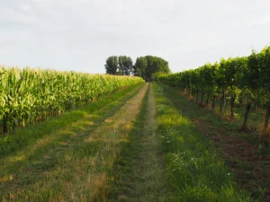 Feldweg mit Gras zwischen Maisfeld und Bäumen