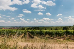 Sommertag mit blauem Himmel und Weinberge